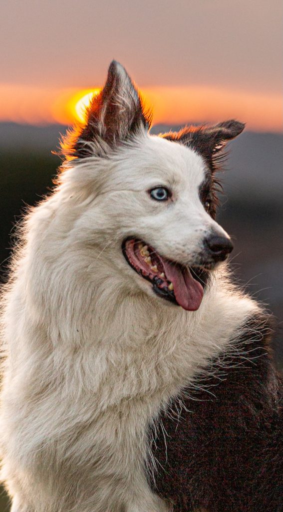fotografo cani cremona