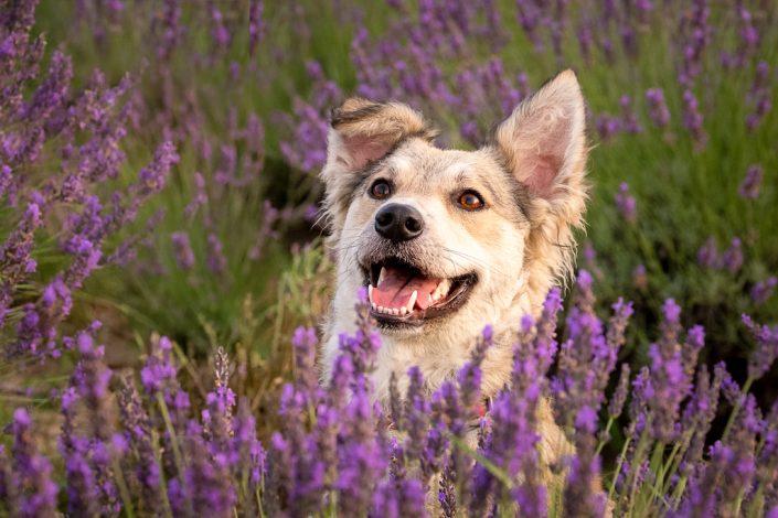 fotografo cani cremona