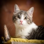 fotografo gatti cremona