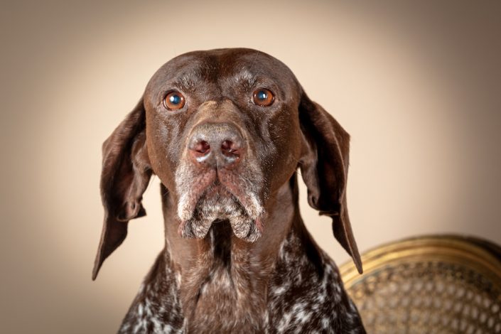 fotografo cani cremona