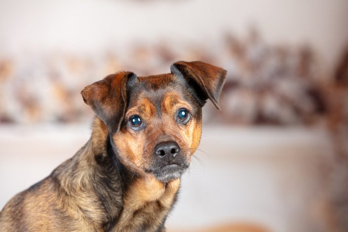 fotografo cani cremona